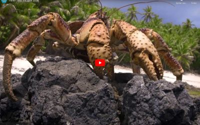 Trailer-Screenshot-GreenScreen-2020