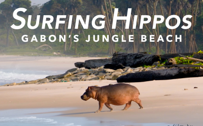 Surfing Hippos Gabon's Jungle Beach
